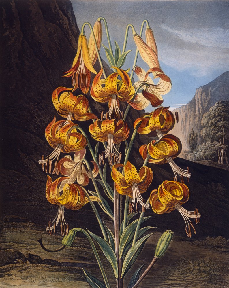 Philip Reinagle - The Superb